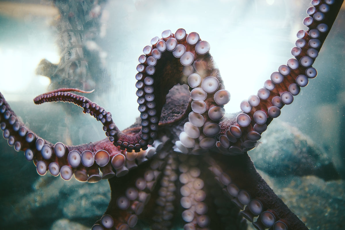 Octopus Garden